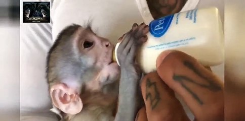 Baby Monkey afternoon routine! - A typical afternoon with cute baby monkey Curtis a...