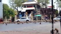 Tayland'da koronavirüs yüzünden boşalan sokakları maymunlar bastı
