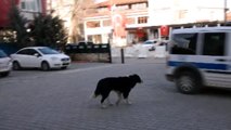 Sokak köpeği 