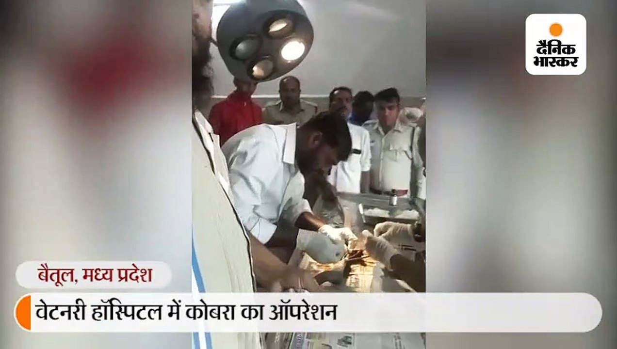 डेढ़ घंटे चला सांप के पेट का ऑपरेशन; फट गया था कोबरा पेट, फिलहाल  अब्जर्वेशन में रखा गया