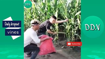 Try not to laugh chalenge ● Funny Videos 2019 ● Ch(360P)
