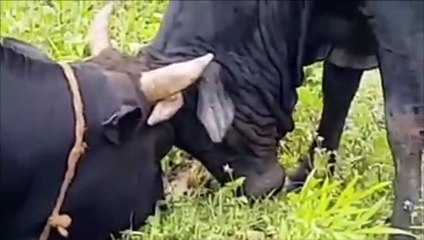 danger bull fight in nepal