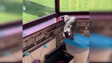 Baby Cats - Cute and Funny Baby Cat Videos Compilation #1