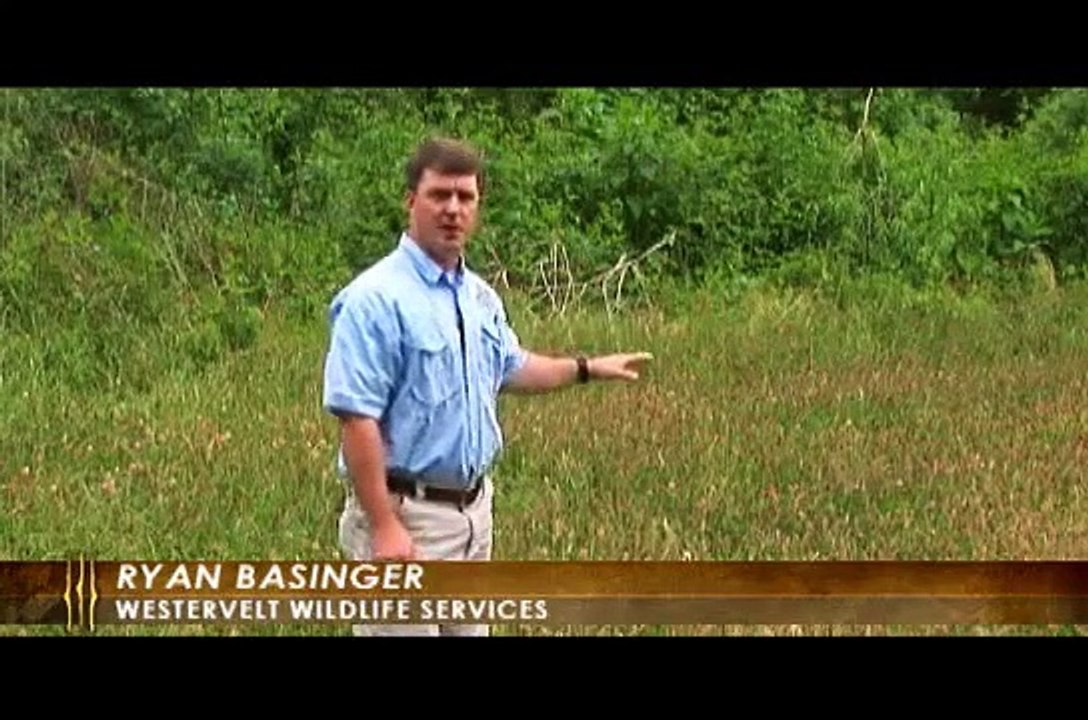 Westervelt Wildlife Wisdom, Annual clovers