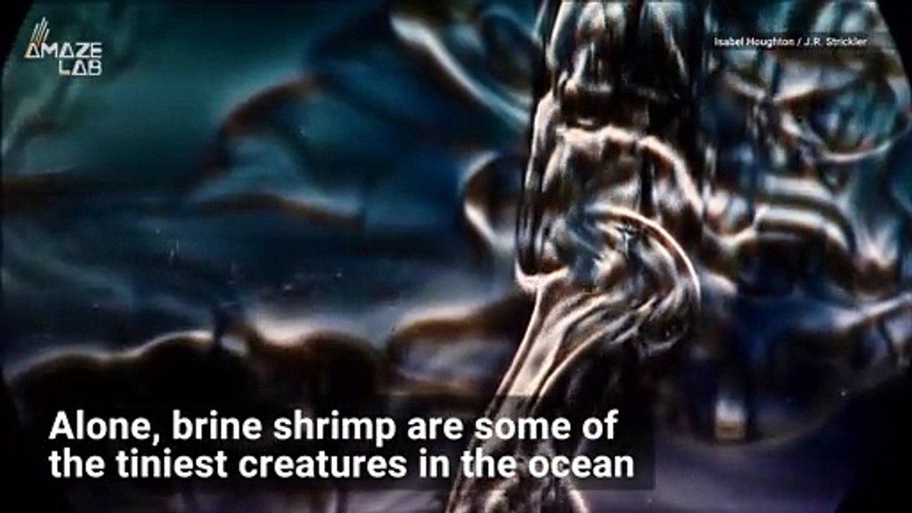 Swarms of Tiny Sea 'Insects' Create Ocean Currents, Researchers Find