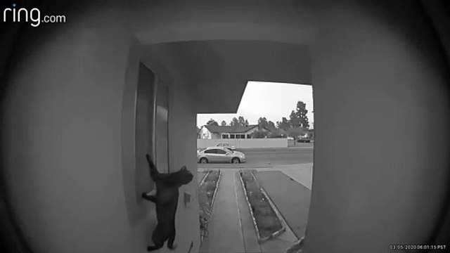 Doorbell Catches Attempted Break-In by Cat Burglar