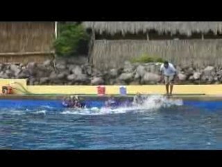 Dolphin Experience at Vallarta Adventures 🐬