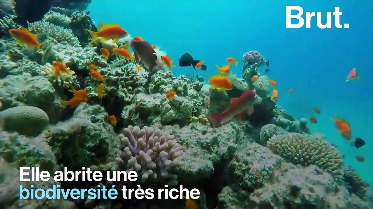 Le récif corallien du golfe d'Aqaba, un récif qui résiste au réchauffement climatique