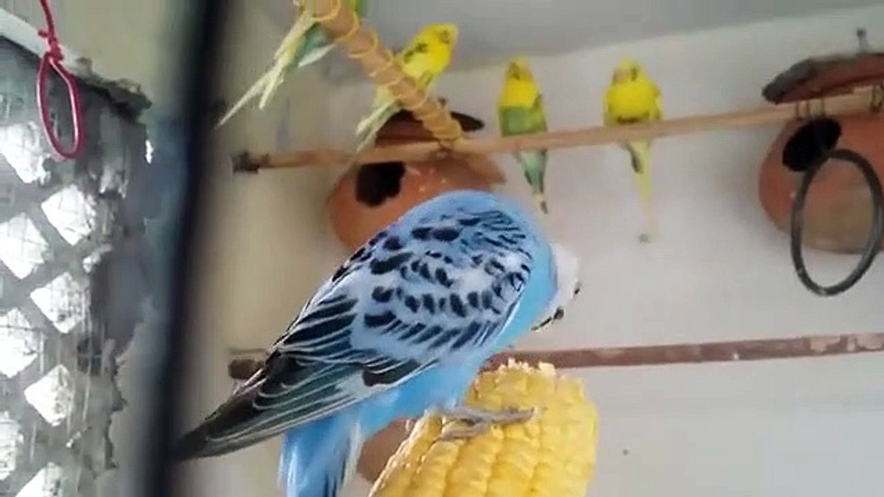 Parrot Healthy Food|| Budgerigar natural food || Small Parrots Like Birds