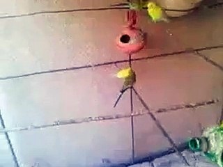 Kissing of Small Australian Birds