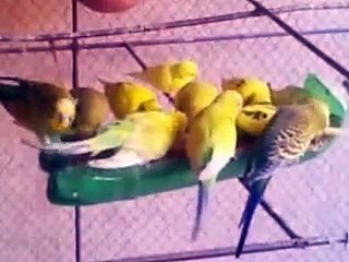 Le moment des petits perroquets quand ils ont tellement faim | птицы