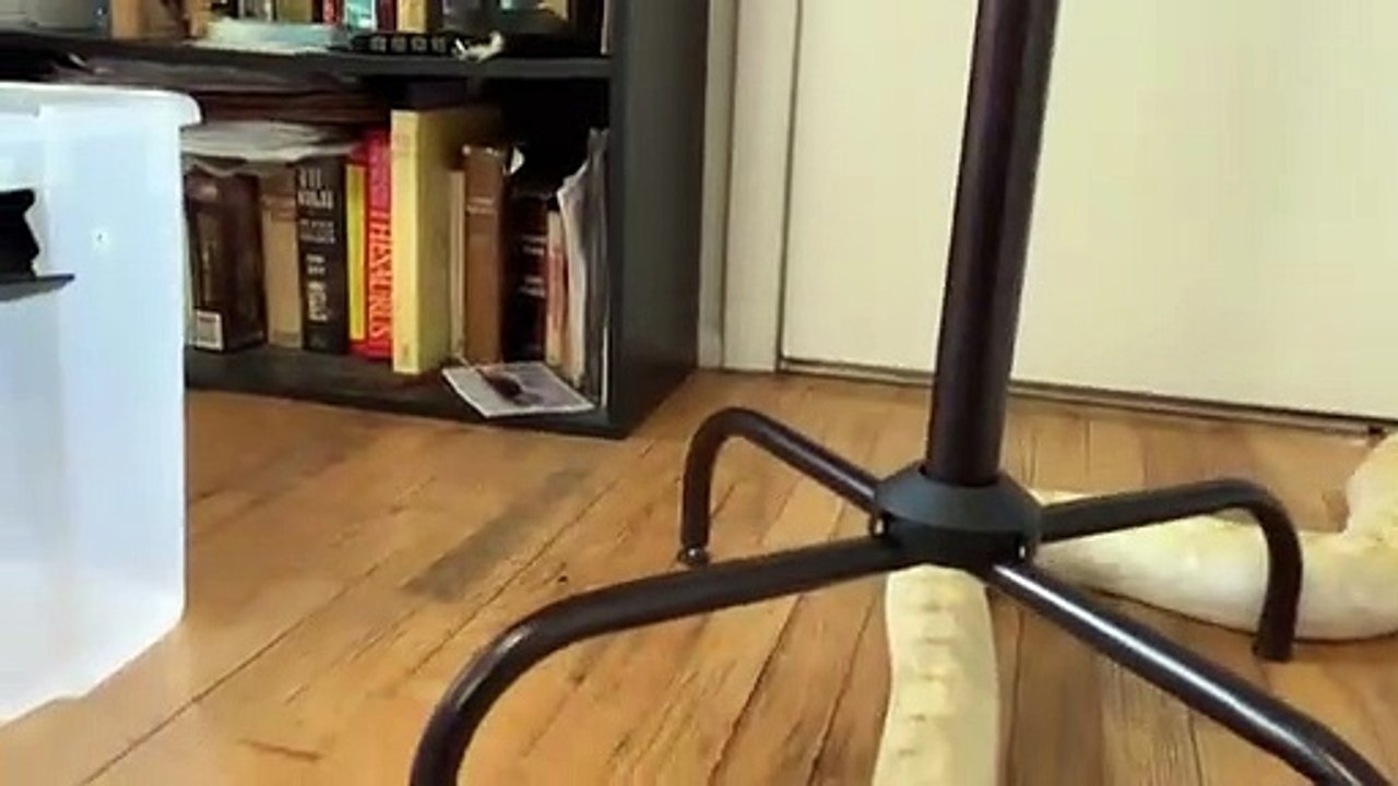 Pet de python