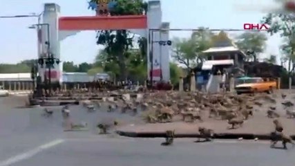 Ölümcül virüsün vurduğu kenti maymunlar bastı