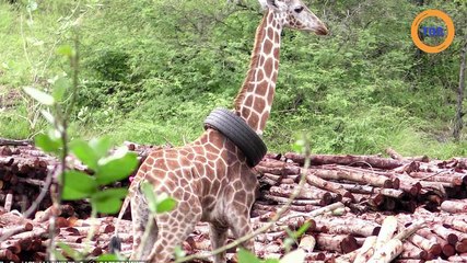 Une girafe a un pneu coincé autour du cou