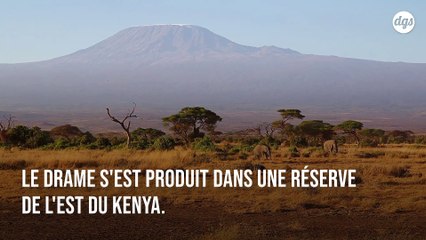 La seule girafe blanche femelle au monde et son petit ont été tués par des braconniers