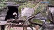 40,000 join livestream from panda enclosure at Chinese zoo during the coronavirus outbreak