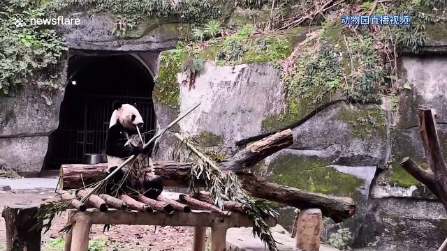 40,000 join livestream from panda enclosure at Chinese zoo during the coronavirus outbreak