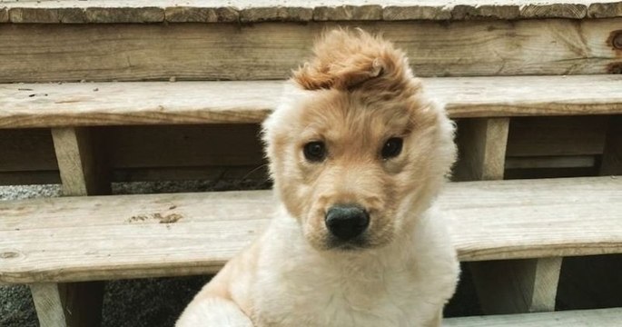 Voici Rae, la chienne qui ressemble à une licorne avec son oreille sur la tête