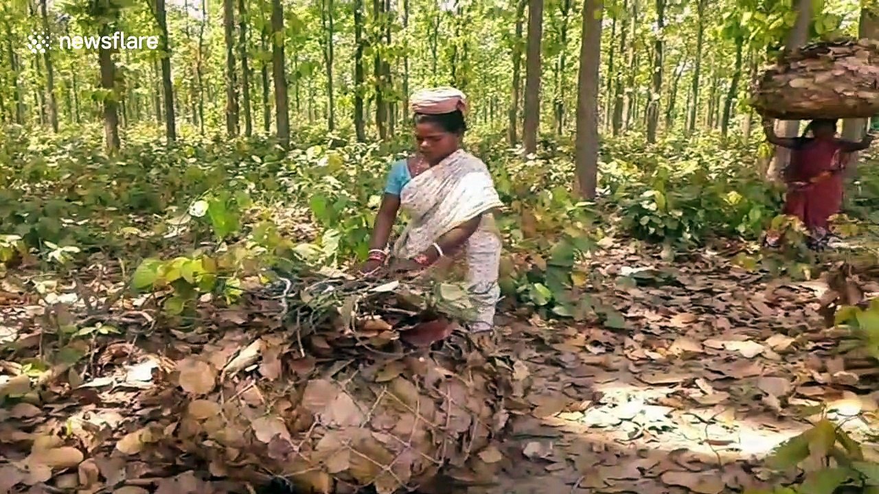 Indian tribes use sal leaves while cooking to produce less smoke and to preserve forest