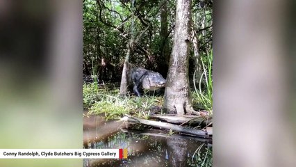 Watch: Woman Encounters Ginormous Alligator In Florida Everglades