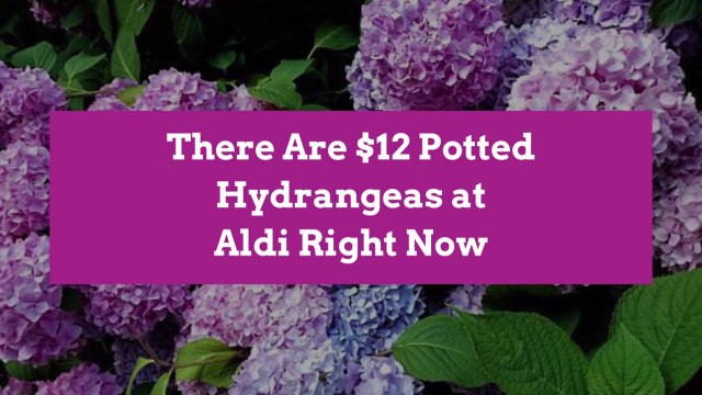 There Are $12 Potted Hydrangeas at Aldi Right Now