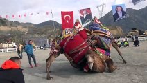 Ege, Akdeniz ve Marmara'daki deve güreşi organizasyonları, iptal edildi - AYDIN