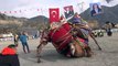 Ege, Akdeniz ve Marmara'daki deve güreşi organizasyonları, iptal edildi - AYDIN