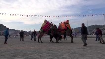 Ege, Akdeniz ve Marmara'daki deve güreşi organizasyonları, iptal edildi