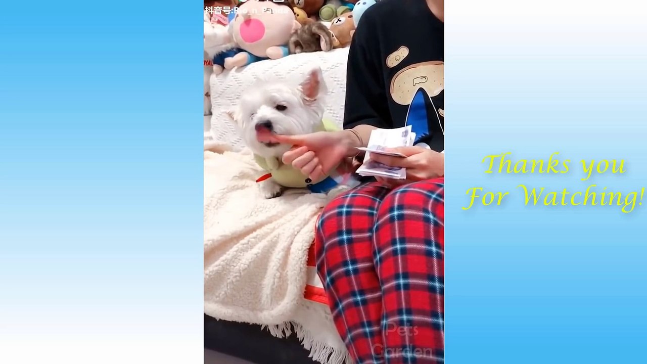 funny animals