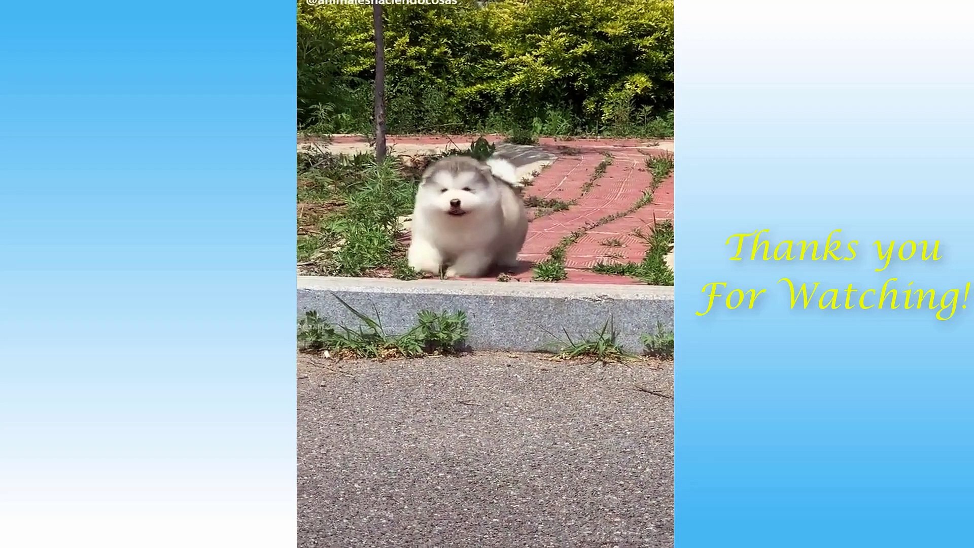 Cute Pets And Funny Animals Compilation