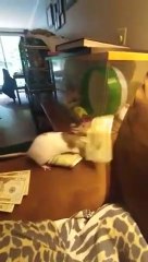 Ce rat aime le luxe, il vole des billets pour faire son nid