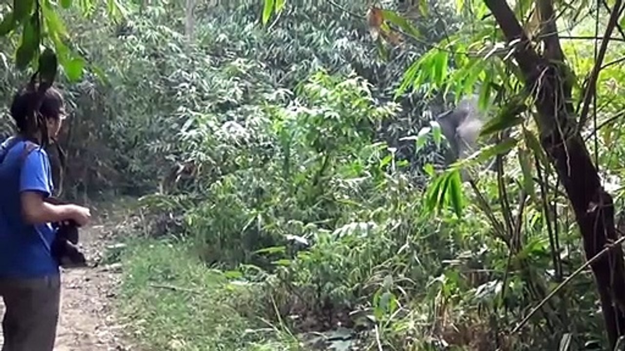 Ce touriste a la réaction parfaite face à un éléphant qui le charge