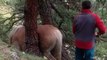 Il découvre un cheval coincé entre 2 arbres