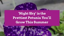 'Night Sky' is the Prettiest Petunia You'll Grow This Summer