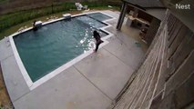 Saving French Bulldog From Drowning in Pool