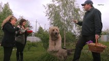 Família russa cria ursos em casa
