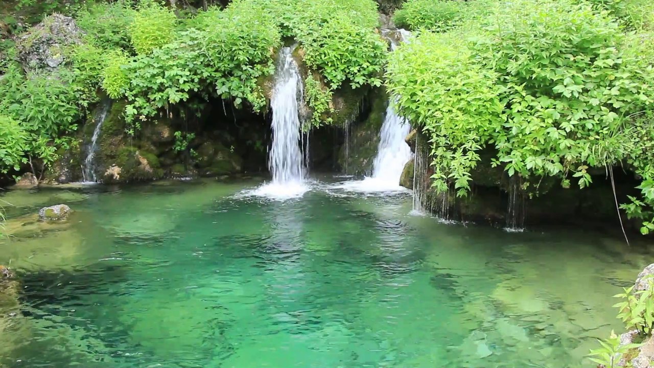 Sonidos de la naturaleza canto del ruiseñor.
