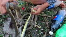 Experiment : Coca Cola Vs Mentos Catch A Lot Of Water Snake From Underground Hole - Mentos Vs Snake