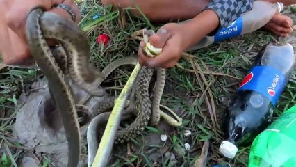 Experiment : Coca Cola Vs Mentos Catch A Lot Of Water Snake From Underground Hole - Mentos Vs Snake
