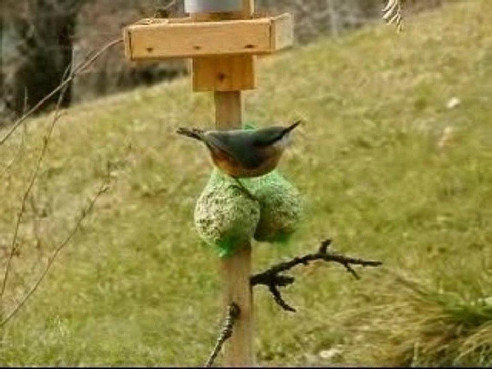 Sitta europaea Sittelle Torchepot Nuthatch