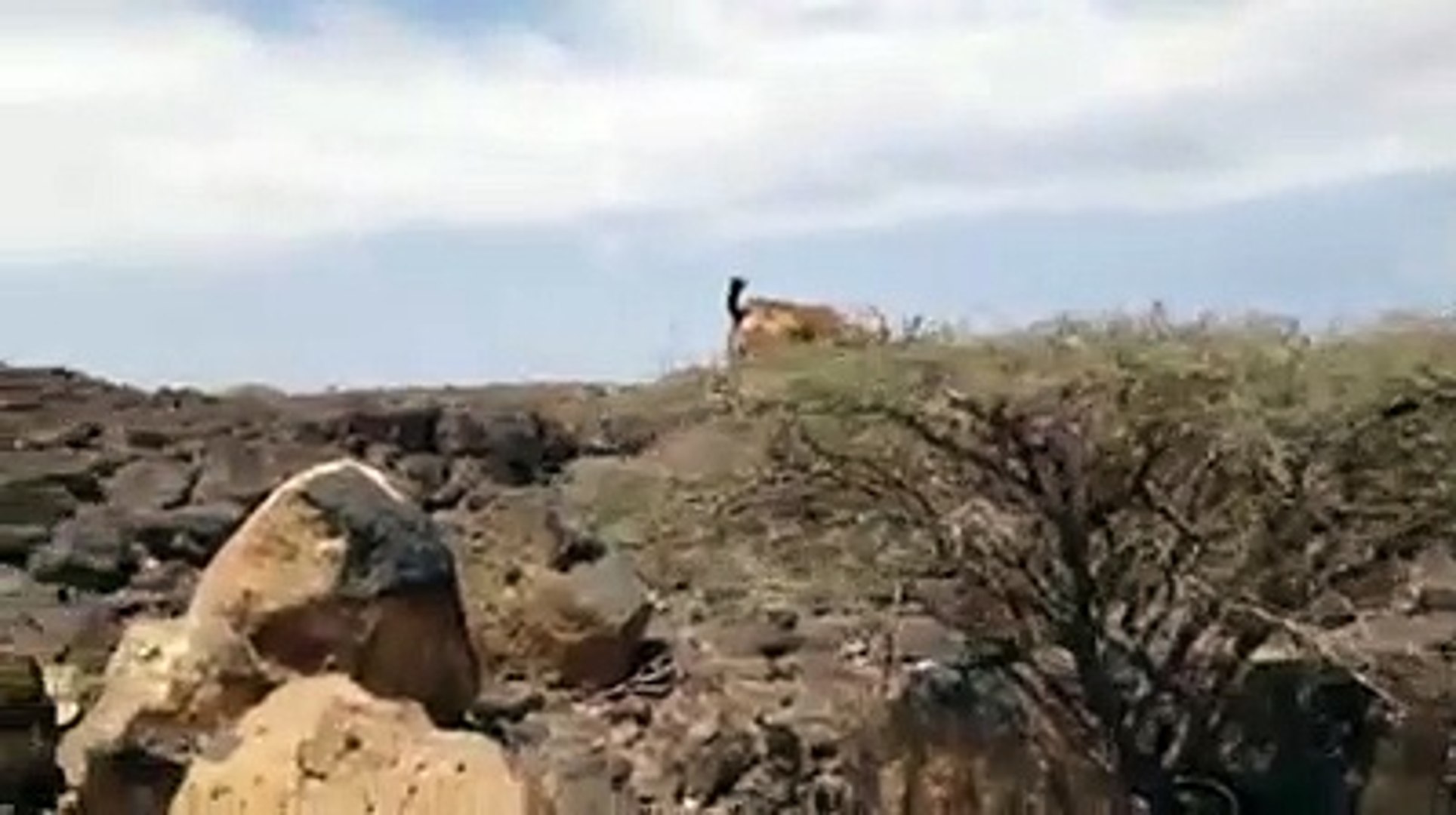 ⁣Goats Really Do Climb Trees