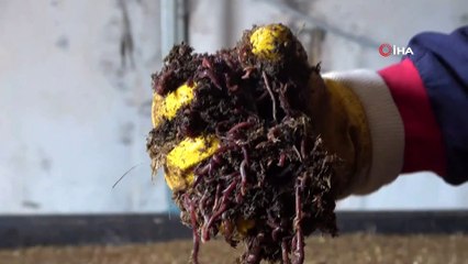 15 milyon solucan ile organik gübre üretiyor