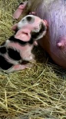 Kunekune Piglet Stomps Through First Meal