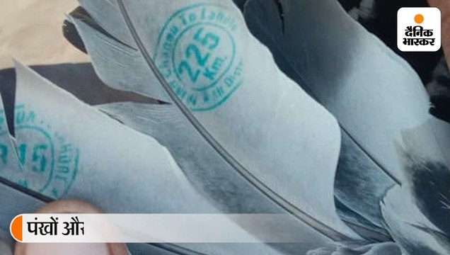 बॉर्डर पर मिला संदिग्ध कबूतर, पंखों पर लिखे संदेश व पैर में बंधा छल्ला 