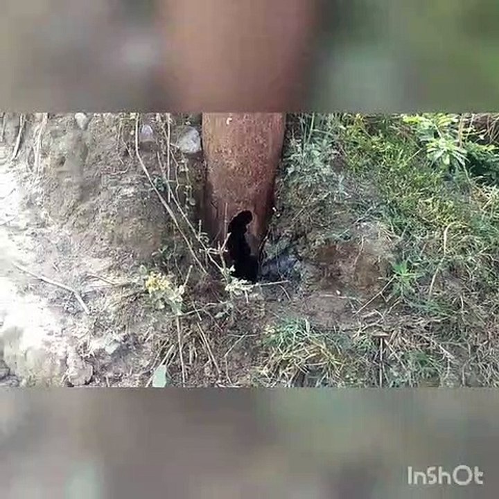 शाहजहांपुर: जर्जर बिजली के पोल दे रहे हादसों को दावत