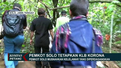 Antisipasi Penyebaran Corona, Petugas Gabungan di Solo Musnahkan Kelelawar