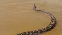 Experiment : Coca Cola Vs Mentos Catch Water Snake Python In Underground Hole