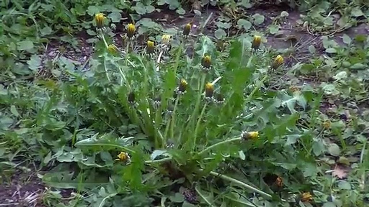 new slow motion flower images videos Best Flowers status Rose status (3)