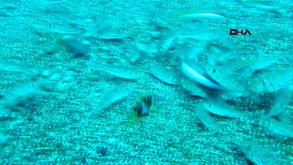 Balon balığıyla mücadelede, 'Kuyruğunu getir 5 lira al' projesi balıkçıları sevindirdi