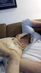 Doggy Uses Face Skin as a Pillow